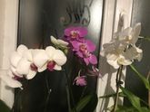 Подскажите,пожалуйста,как ухаживать правильно за