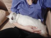 Персидские коты❤️