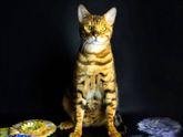 Мясо едят у вас кошки?