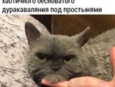 Вот что за организм-динамо?