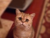 Про кота .