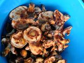 Засолка грибов (свинухи)