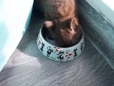 Как долго ваши котята