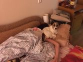 Домашние питомцы