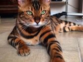 Подскажите красивых короткошерстных котов