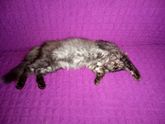 Котенок с улицы Вот