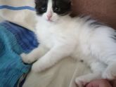 Кошечка