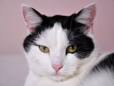 реально отучить кота переедать???