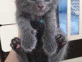 котенок😍 вязка