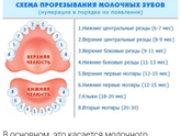 Верхние центральные резцы долго