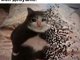 ??муж скинул, даж обидно