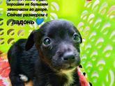 Кореновск, девчата, помогайте пристроить🙏