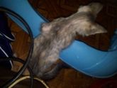 Котенок