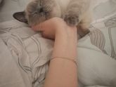 Моя защитница