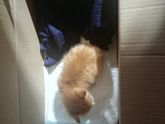 Кличка для кота