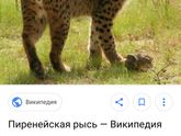 Девчат, как думаете, пойдет