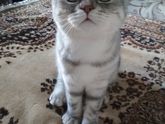 Девочки, каким кормом кормите