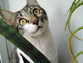 Кот наслаждается приближающимся летом