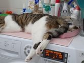 Удивляюсь новой кошке Ни