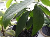 Что с косточкой 🥑 авокадо