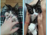 Подкинули котенка, решила себе