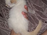 Усыновили котёнка))