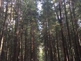 Прогулка в лесу.