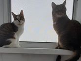 Удивляюсь новой кошке Ни