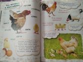 Тематическая неделька "Домашние животные" . День 4. Курица, петух, цыпленок