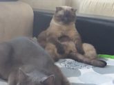 Два кота в одной семье, много ли это?