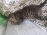 Помогите придумать кличку коту