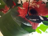 Бабочки 🦋 Или