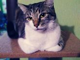 Кот наслаждается приближающимся летом