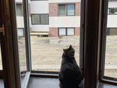 У меня заболел кот.