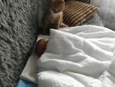 Кличка для кота