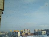 Птичий налет.