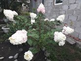 Красота в Ленту)