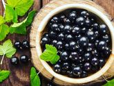 Смородина, кабачки, тыквы, огурцы,