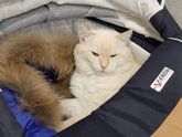 Кот Девочки кот стал