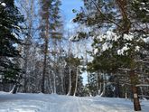 Сегодняшняя прогулка по лесу