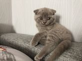 У кого есть шотландцы можете оценить котёнка