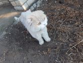 Отдам в добрые руки