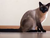 реально отучить кота переедать???