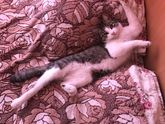Про кота то забыла рассказать!!!?