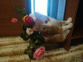 Решила немного отвлечься да
