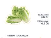 36 недель!