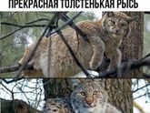 Для худеющих
