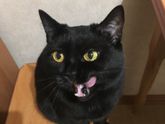 Усатый нянь 😽