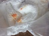 Странная моча новорожденной