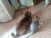 Домашние питомцы